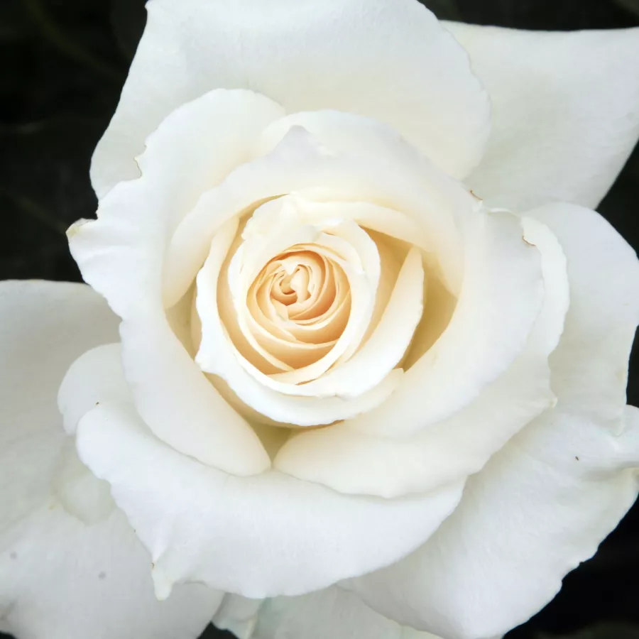 Louis Lens - Trandafiri - Pascali® - comanda trandafiri online