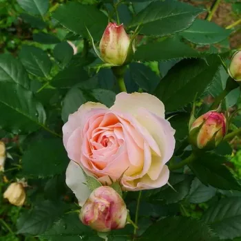 ORIENTICA – krémszínű-rózsaszín virágágyi floribunda rózsa - pharmaROSA®