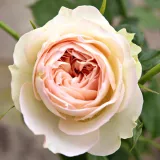 Ruža floribunda za gredice - bezmirisna ruža - sadnice ruža - proizvodnja i prodaja sadnica - Rosa Orientica - bijelo - ružičasta