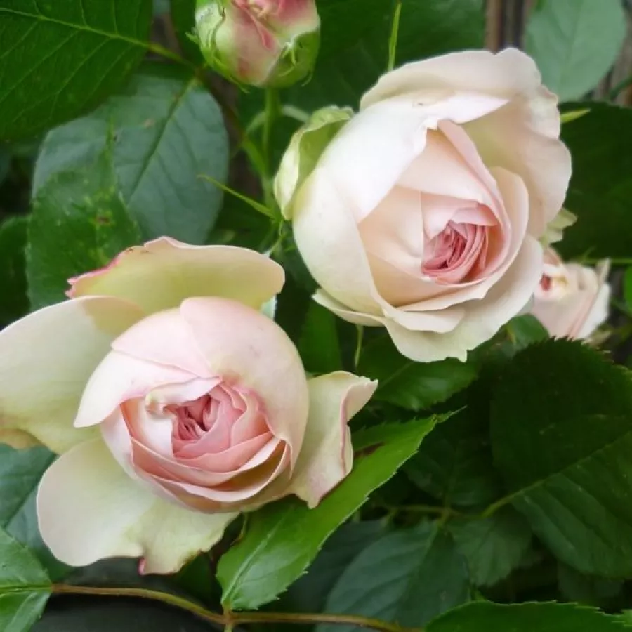 Vrtnica floribunda za cvetlično gredo - Roza - Orientica - vrtnice online