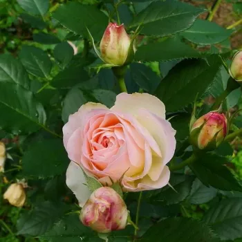 Rosa Orientica - biało - różowy - róża rabatowa floribunda