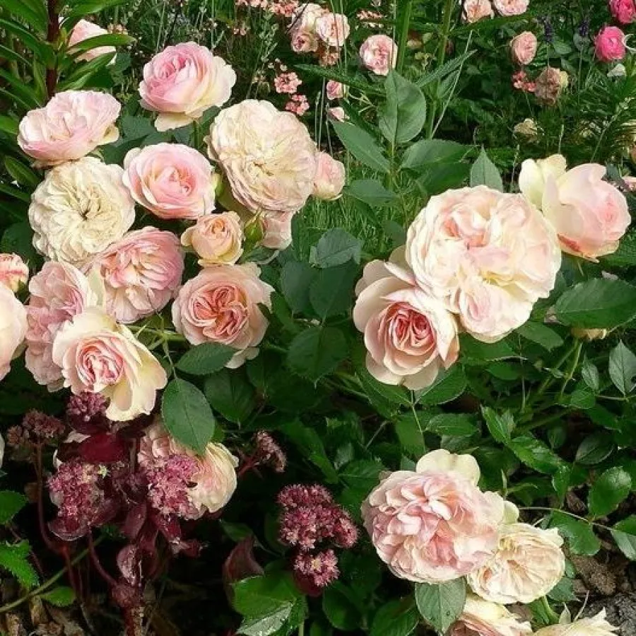Tömvetelt virágú - Rózsa - Orientica - online rózsa vásárlás