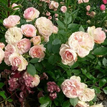 Krémszínű - rózsaszín sziromszél - virágágyi floribunda rózsa   (60-80 cm)