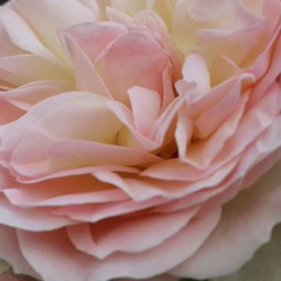 - - Rosa - Orientica - comprar rosales online