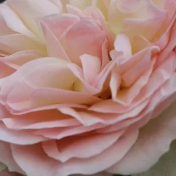 Rózsák webáruháza. - fehér - rózsaszín - virágágyi floribunda rózsa - nem illatos rózsa - Orientica - (60-80 cm)
