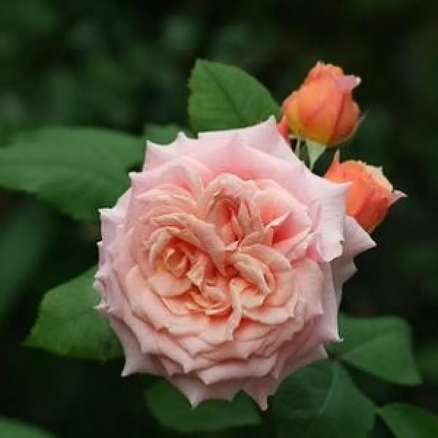 Róża nostalgie - Róża - Paul Bocuse™ - Szkółka Róż Rozaria
