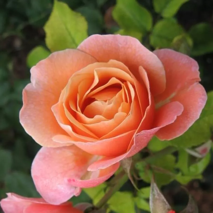 Roz - Trandafiri - Paul Bocuse™ - Trandafiri online