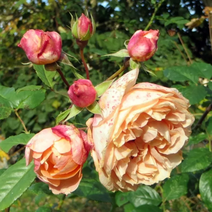 Diszkrét illatú rózsa - Rózsa - Paul Bocuse™ - Online rózsa rendelés