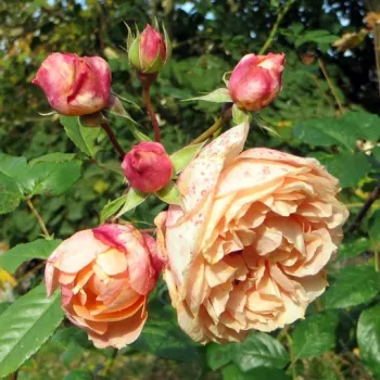 Rosa Paul Bocuse™ - ružičasta - Nostalgična ruža