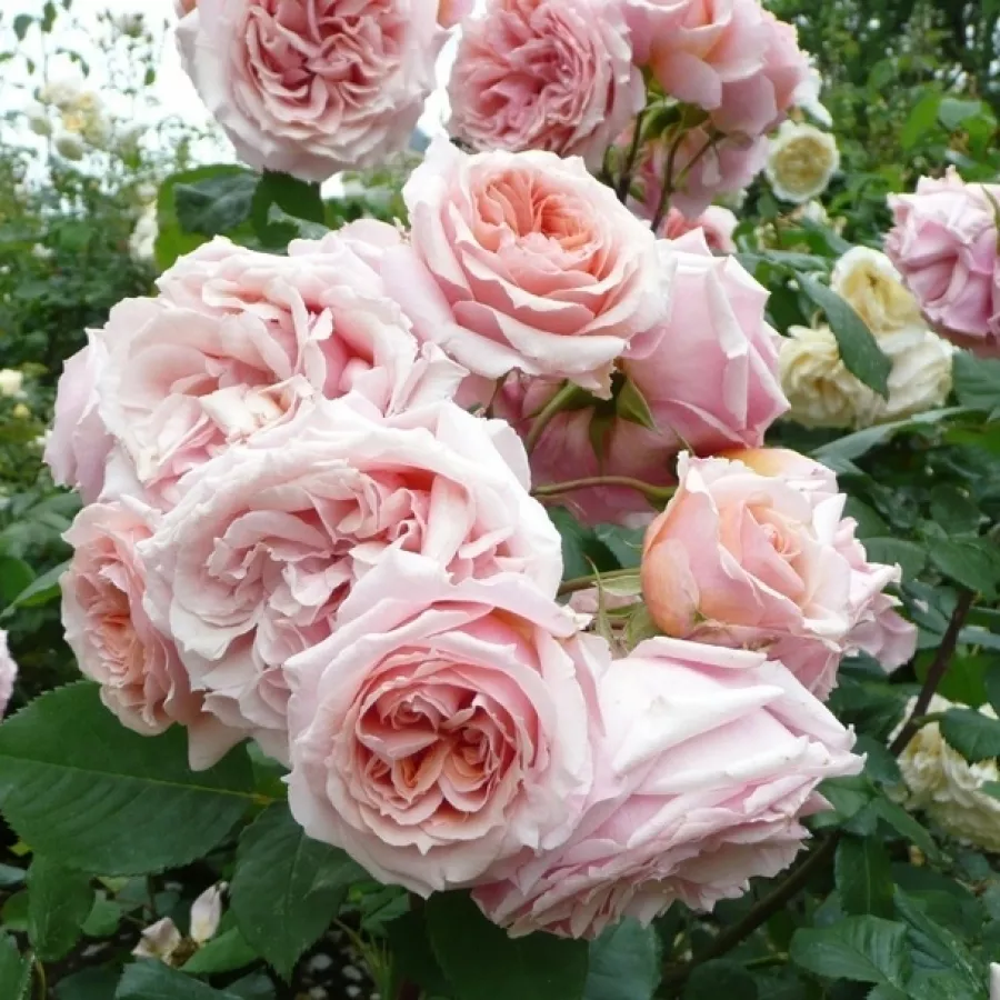 MASpaujeu - Rosa - Paul Bocuse™ - Produzione e vendita on line di rose da giardino