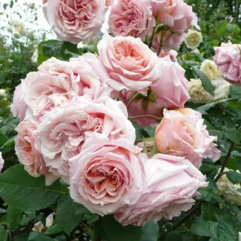 Rosa melocotón  - rosales nostalgicos - rosa de fragancia discreta - frambuesa