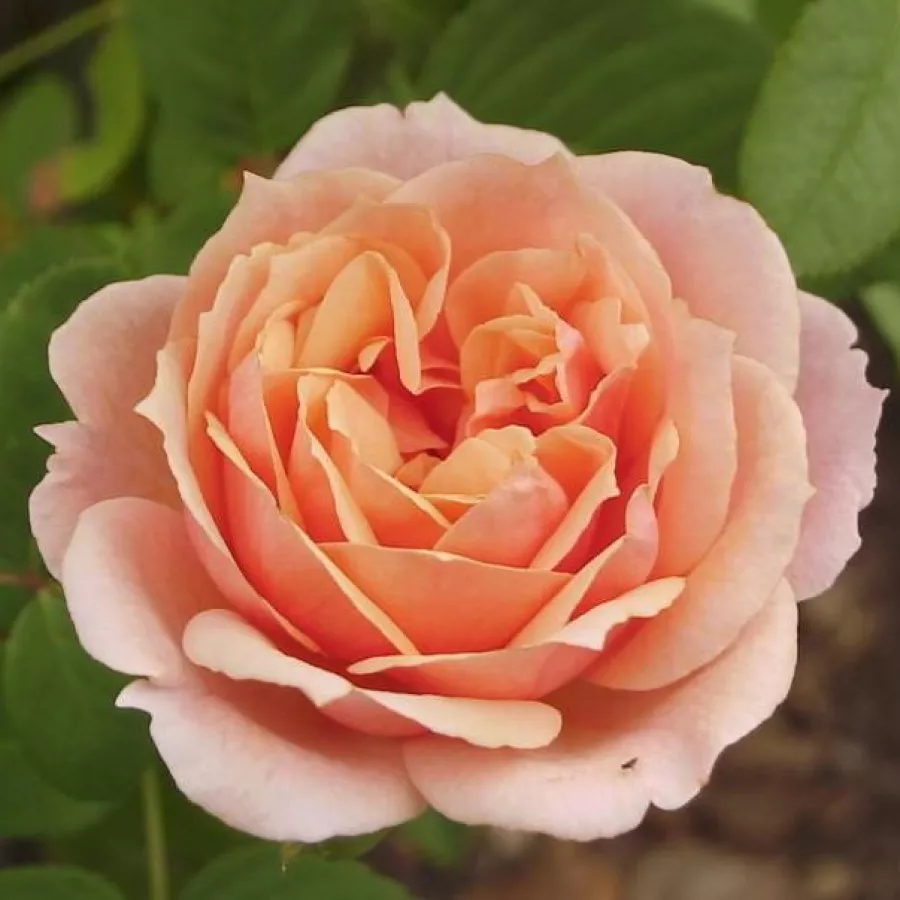 Rosa - Rosa - Paul Bocuse™ - rosal de pie alto