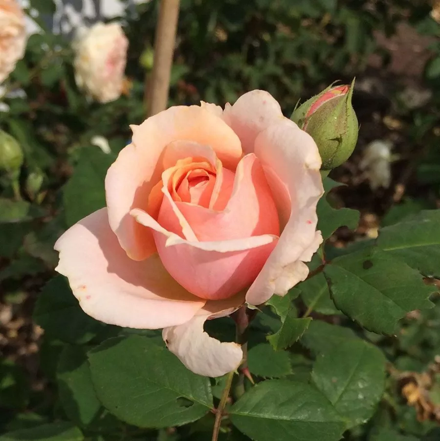 Csokros virágú - magastörzsű rózsafa - Rózsa - Paul Bocuse™ - Kertészeti webáruház