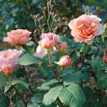 Rosa melocotón  - rosales nostalgicos - rosa de fragancia discreta - frambuesa