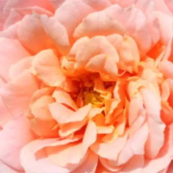 Питомник РозPoзa Поль Бокьюзе - Ностальгическая роза - розовая - роза с тонким запахом - Доминик Массад - Из персиково-желтых бутонов распускаются бледно-розовые лепестки. Цветы зацветают на сильных стеблях, поэтому прекрасно подходят для срезки.