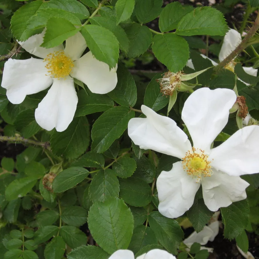 Biały - Róża - Paulii - Szkółka Róż Rozaria
