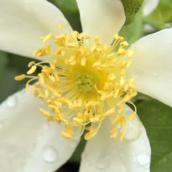 Róże krzewy, sadzonki - dzikie róże - biały - róża ze średnio intensywnym zapachem - Paulii - (90-200 cm)