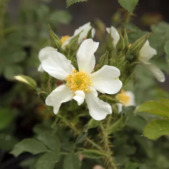 Rosa Paulii - blanco - Árbol de Rosas Miniatura - rosal de pie alto- forma de corona tupida