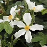 Fehér - közepesen illatos rózsa - citrom aromájú - Online rózsa vásárlás - Rosa Paulii - vadrózsa