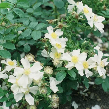 Fehér - vadrózsa - közepesen illatos rózsa - citrom aromájú
