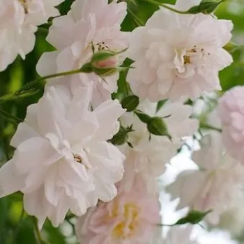 Online rózsa vásárlás - rózsaszín - fehér - rambler, kúszó rózsa - Paul's Himalayan Musk Rambler - intenzív illatú rózsa - mangó aromájú - (610-910 cm)