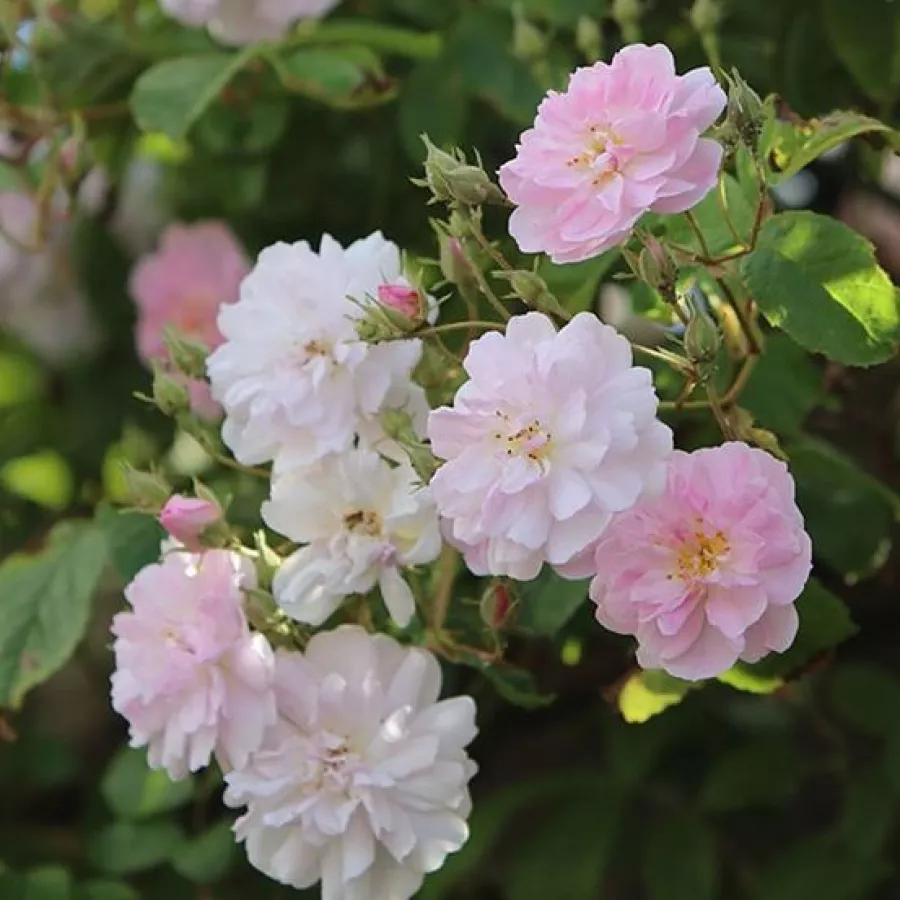 Różowy - biały - Róża - Paul's Himalayan Musk Rambler - Szkółka Róż Rozaria