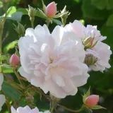 Roza - bela - drevesne vrtnice - Rosa Paul's Himalayan Musk Rambler - Vrtnica intenzivnega vonja