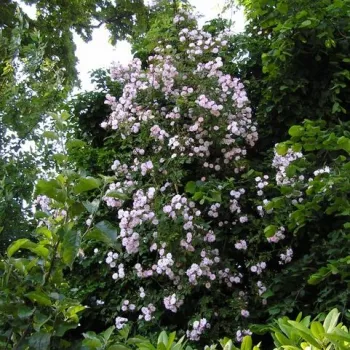 Ružová, neskôr biela - Stromková ruža s drobnými kvetmistromková ruža s kríkovitou tvarou koruny