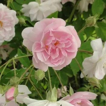 Rosa Paul's Himalayan Musk Rambler - rozā - balts - rambler, stīgotājrozes
