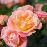 Narancssárga - talajtakaró rózsa - Online rózsa vásárlás - Rosa Peach Drift® - diszkrét illatú rózsa - eper aromájú