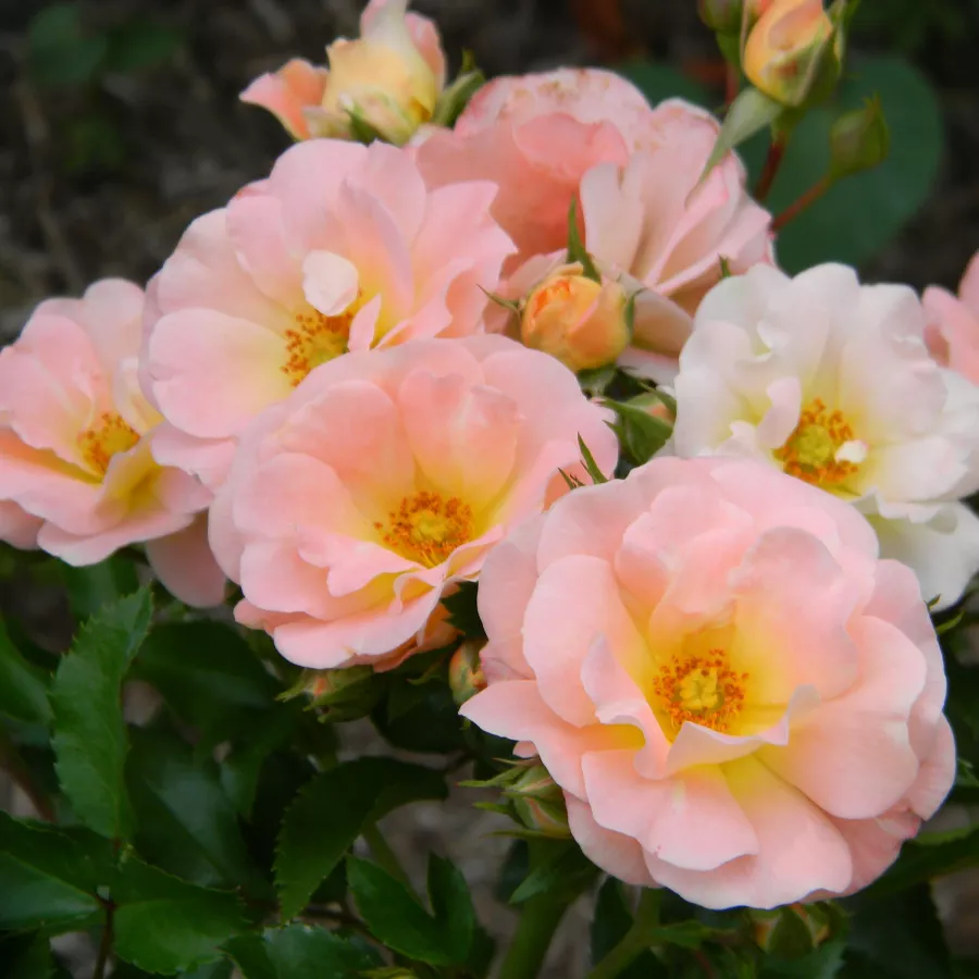 Arancia - Rosa - Peach Drift® - Produzione e vendita on line di rose da giardino