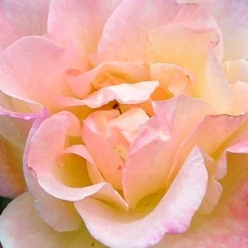Online rózsa kertészet - talajtakaró rózsa - narancssárga - diszkrét illatú rózsa - eper aromájú - Peach Drift® - (30-40 cm)