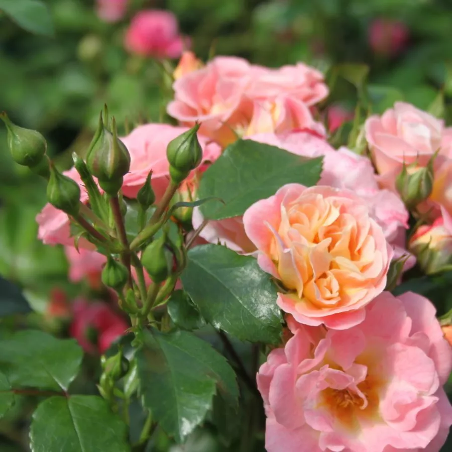 Stromkové růže - Stromkové růže, květy kvetou ve skupinkách - Růže - Peach Drift® - 
