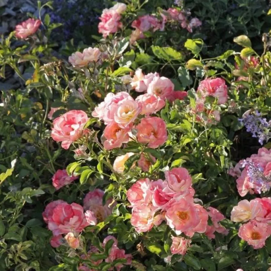 120-150 cm - Rosa - Peach Drift® - rosal de pie alto