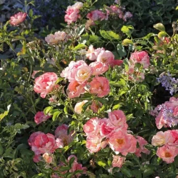 Barackszínű - narancssárga árnyalat - csokros virágú - magastörzsű rózsafa - diszkrét illatú rózsa - eper aromájú