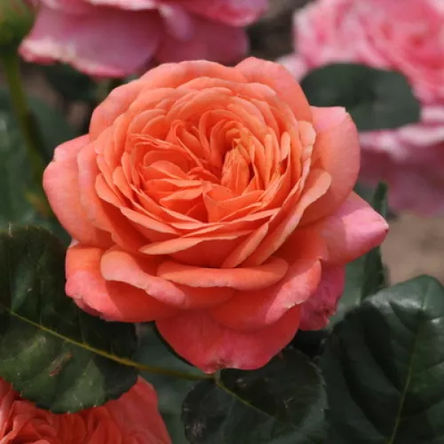 Peach™