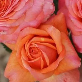 PEACH™ – narancs-rózsaszín virágágyi floribunda rózsa - Tanjga