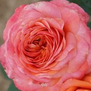 Online rózsa vásárlás - narancs -rózsaszín - enyhe, visszafogott illatú rózsa - Peach™ - virágágyi floribunda rózsa - (55-80 cm)