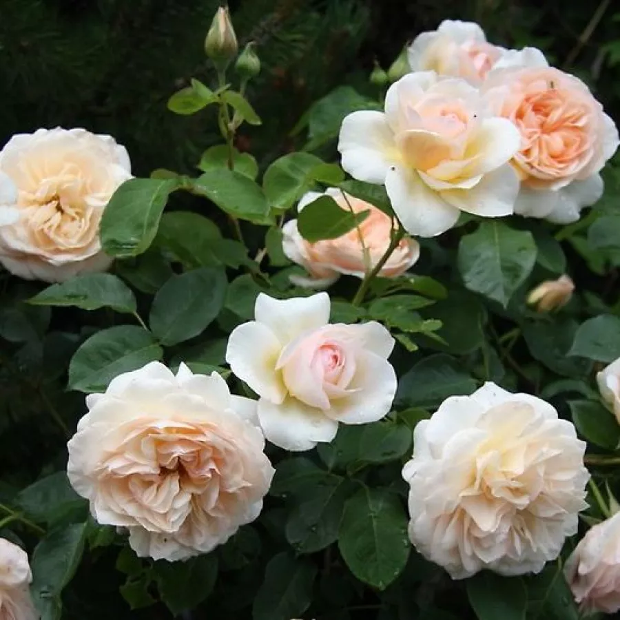 żółty - Róża - Perdita - Szkółka Róż Rozaria