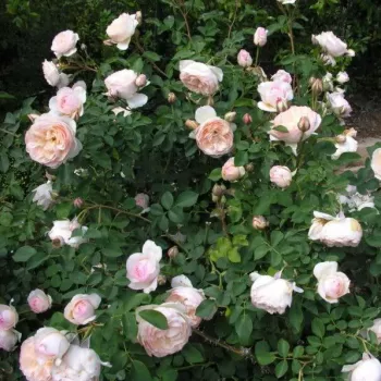 Krémszínű - barackszínű árnyalat - angol rózsa - intenzív illatú rózsa - fahéj aromájú