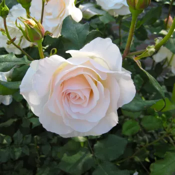 Rosa Perdita - galben - trandafiri pomisor - Trandafir copac cu trunchi înalt – cu flori tip trandafiri englezești