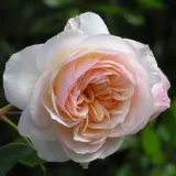 Stromčekové ruže - žltá - Rosa Perdita - intenzívna vôňa ruží - škorica