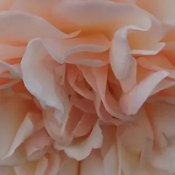 Rosen Online Gärtnerei - englische rosen - gelb - Rosa Perdita - stark duftend - David Austin - Sie repräsentiert stark duftende, apricot-cremefarbene, regelmäßig rosettenförmige Blumen.