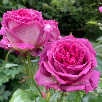 THIERRY MARX – mályvalila virágágyi floribunda rózsa, bokorrózsa