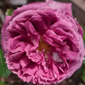 Online rózsa kertészet - mályvalila - erőteljes, jól érezhető illatú rózsa - Thierry Marx - virágágyi floribunda rózsa, bokorrózsa - (80–100 cm)