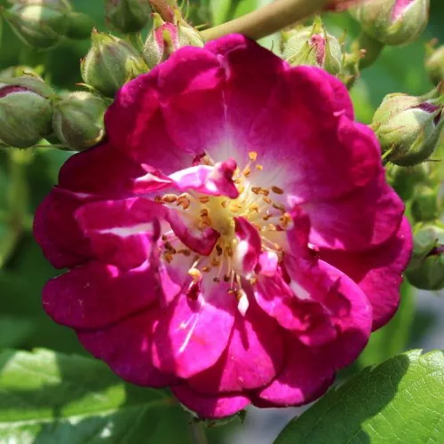 Perennial Blue™