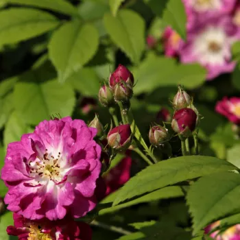 PERENNIAL BLUE™ – lila kúszó rambler rózsa - Mehring