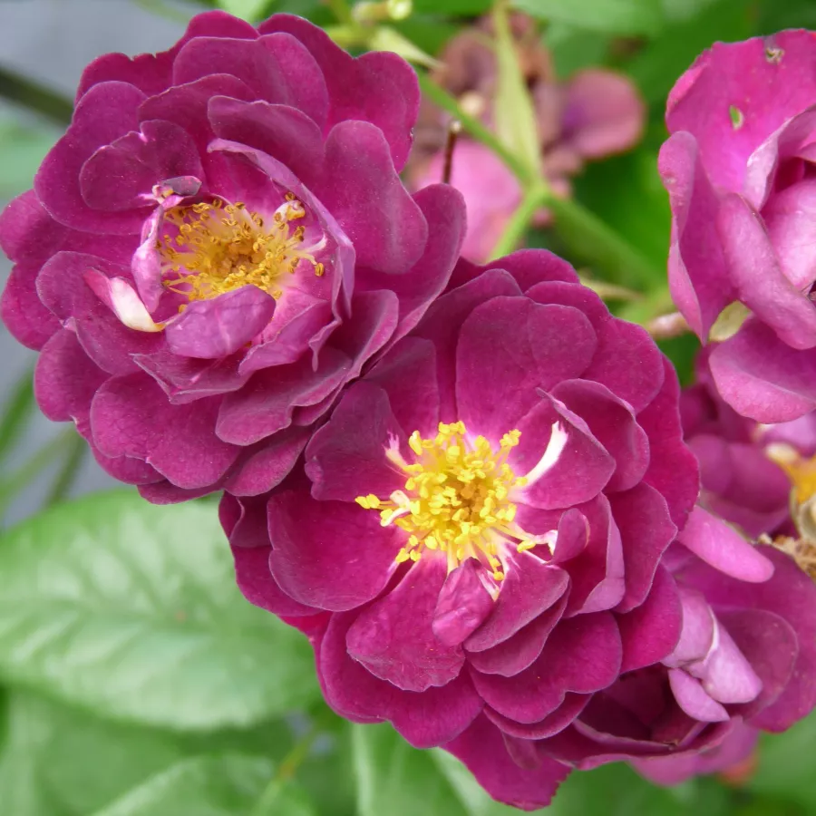 Rambler, kúszó rózsa - Rózsa - Perennial Blue™ - kertészeti webáruház