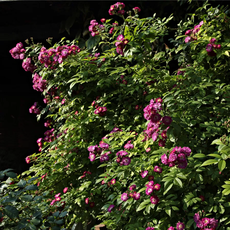 Csokros - Rózsa - Perennial Blue™ - kertészeti webáruház