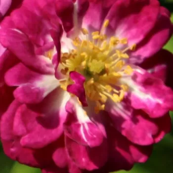 Rózsák webáruháza. - lila - fehér - rambler, kúszó rózsa - diszkrét illatú rózsa - fahéj aromájú - Perennial Blue™ - (200-300 cm)